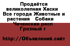 Продаётся великолепная Хаски - Все города Животные и растения » Собаки   . Чеченская респ.,Грозный г.